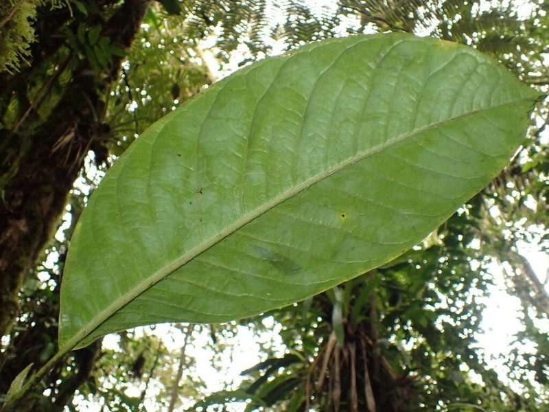 Magnolia mindoensis photo 4