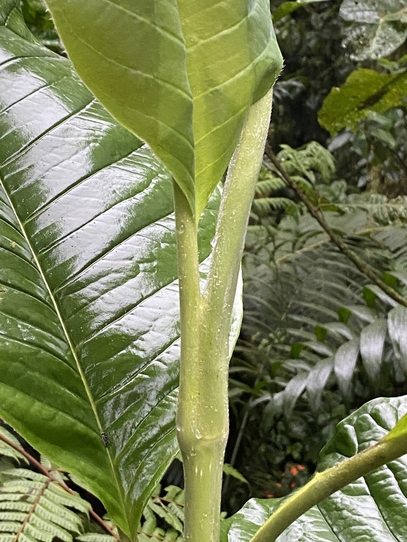 Magnolia mindoensis photo 5