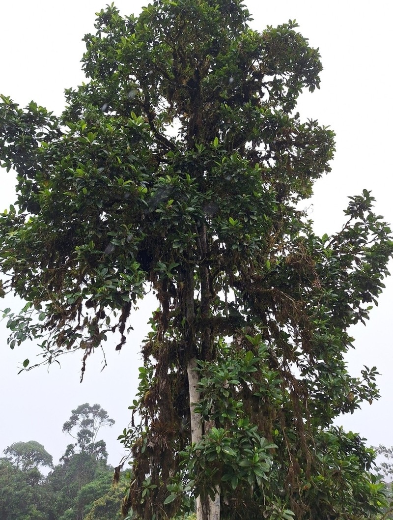 Magnolia mindoensis photo 6