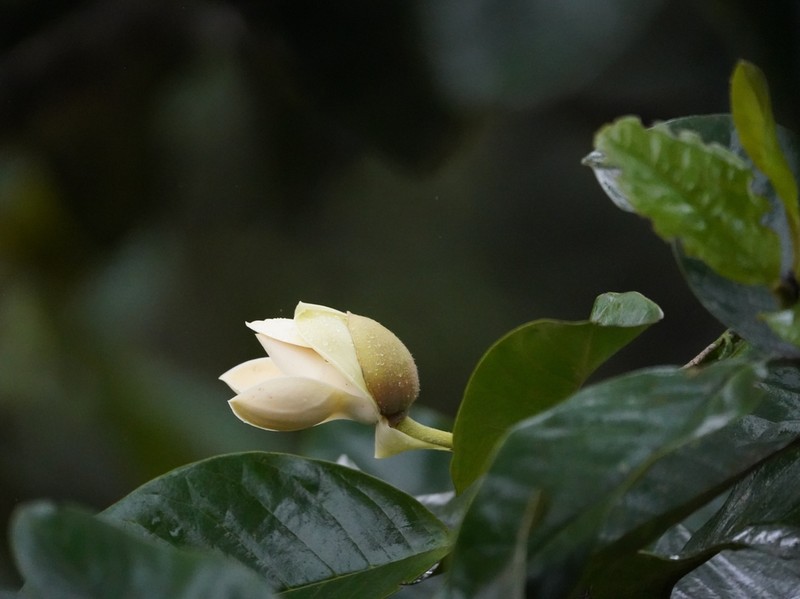 Magnolia mindoensis photo 7