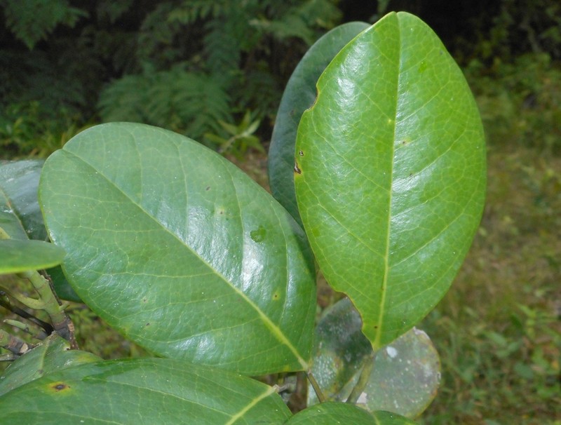 Magnolia minor