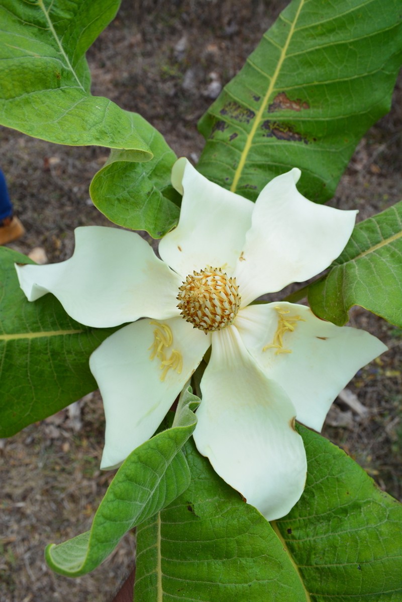 Magnolia mixteca
