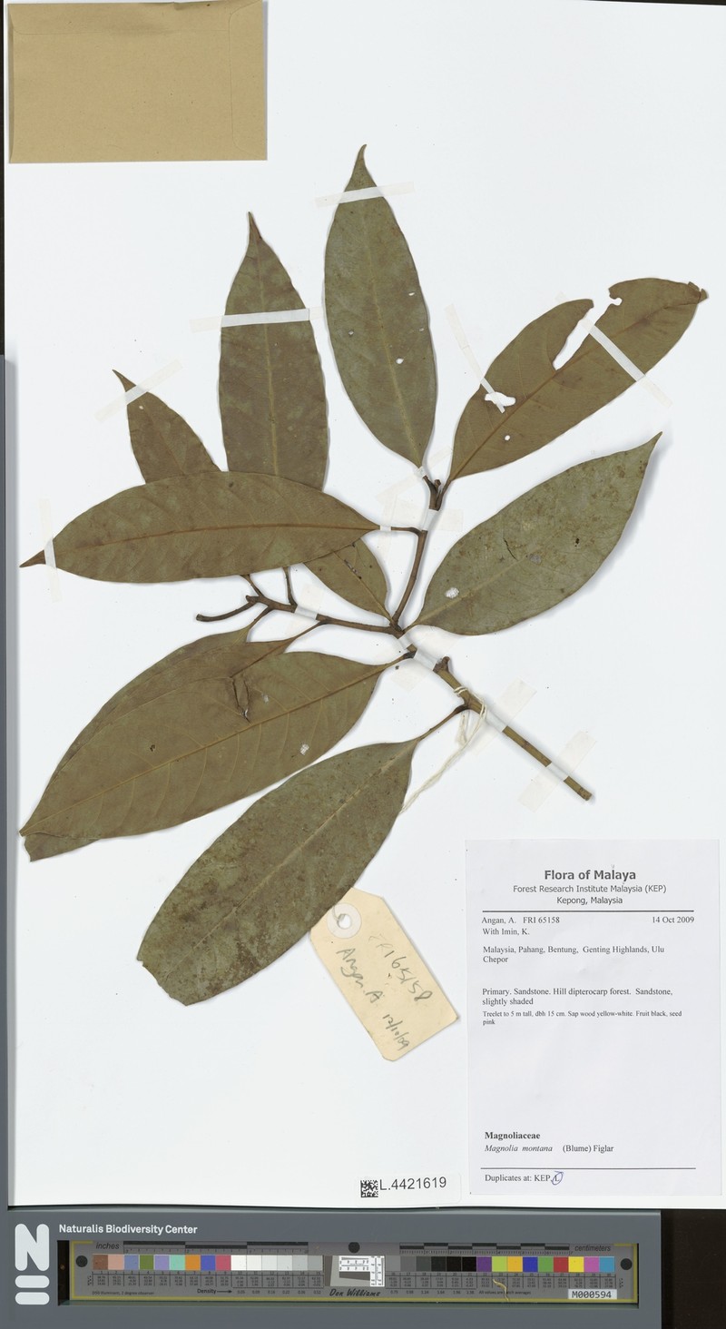 Magnolia montana