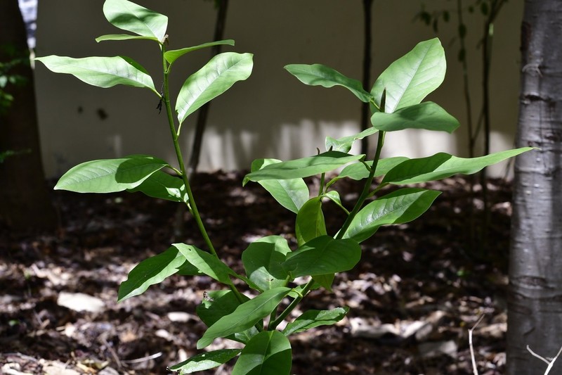 Magnolia montebelloensis