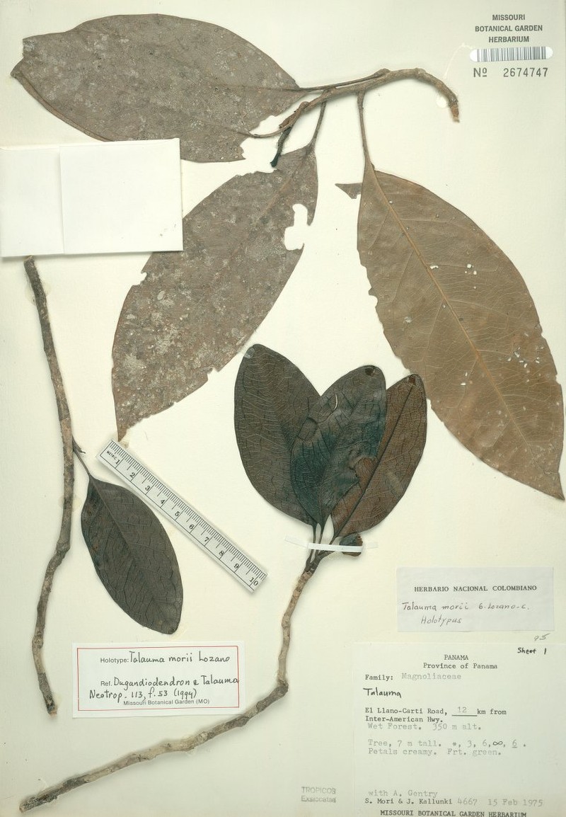 Magnolia morii