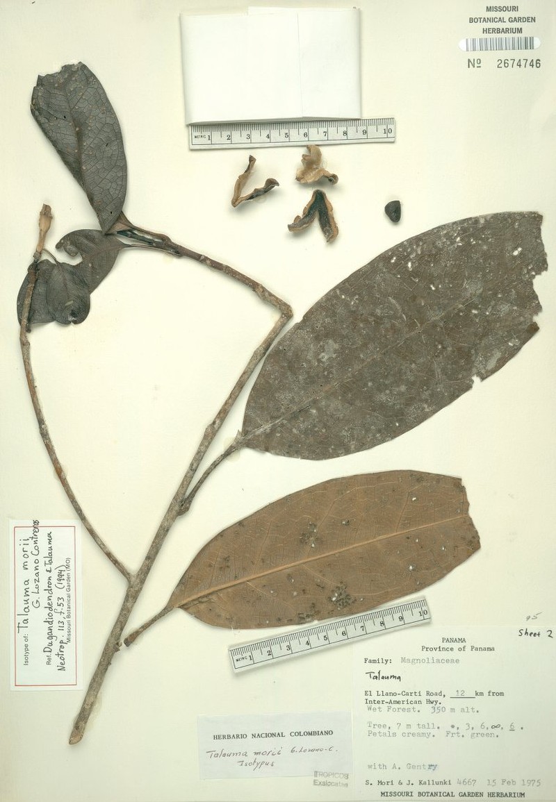 Magnolia morii photo 2