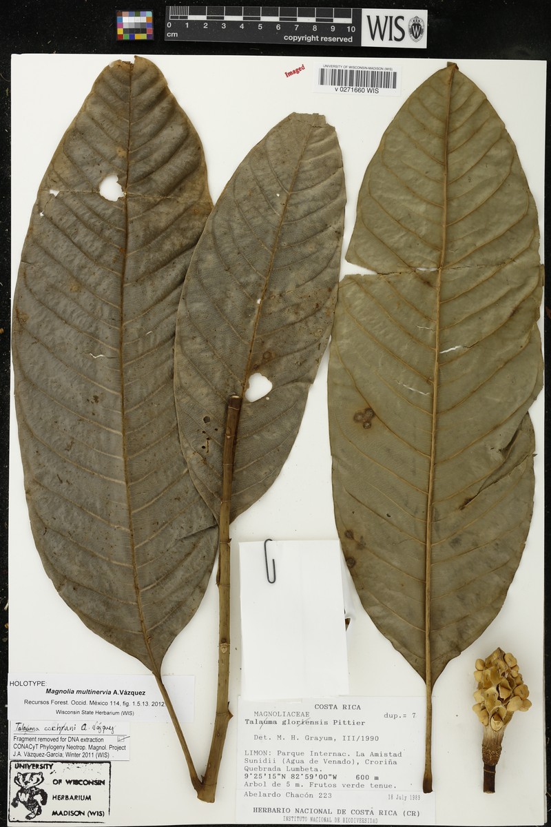 Magnolia multinervia