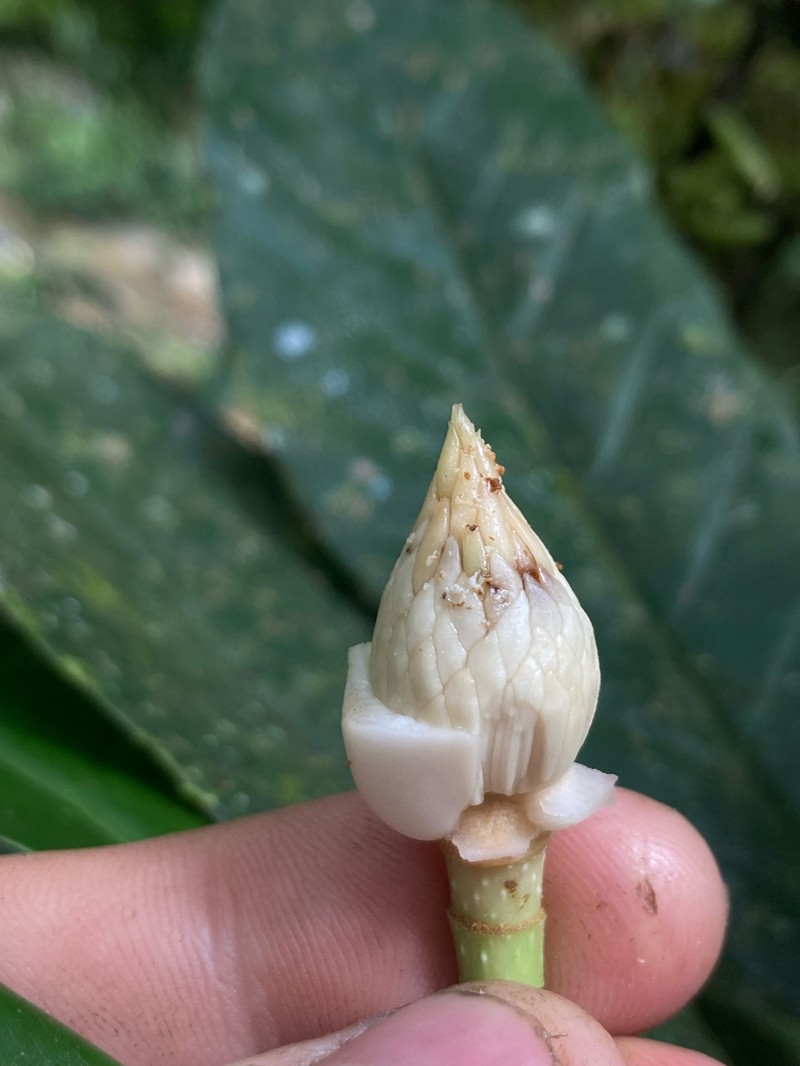 Magnolia napoensis photo 2