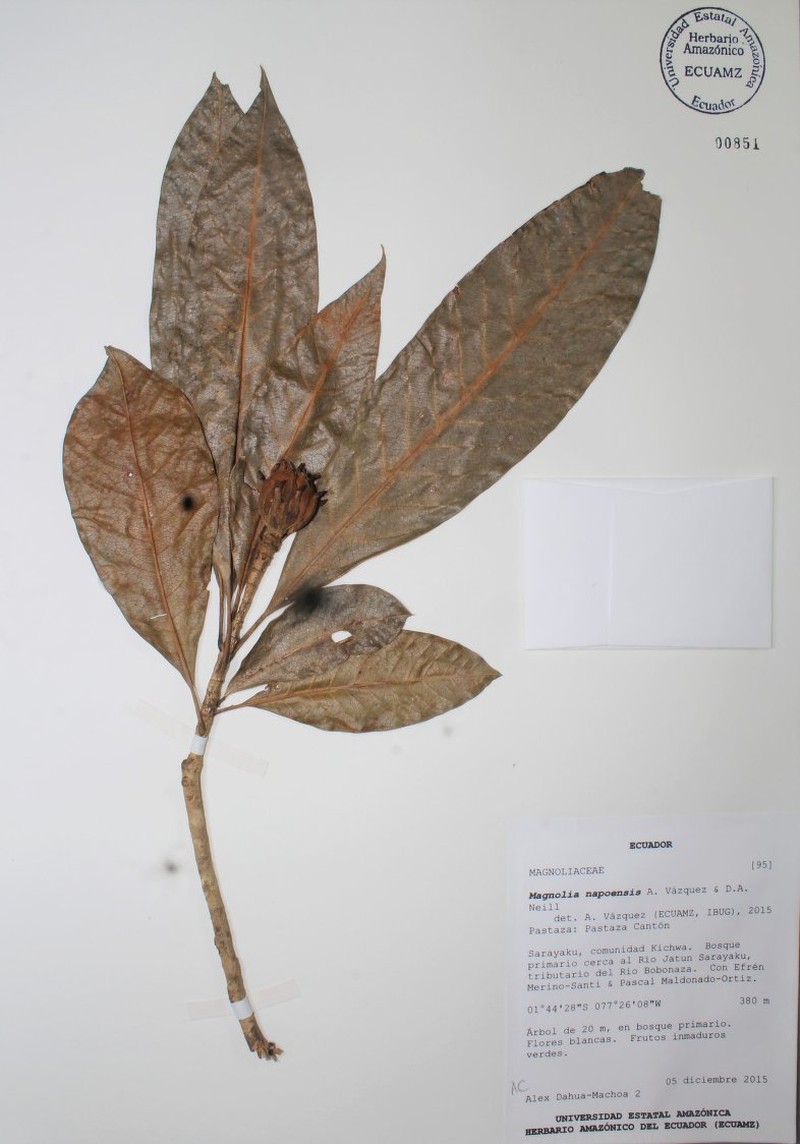 Magnolia napoensis photo 3