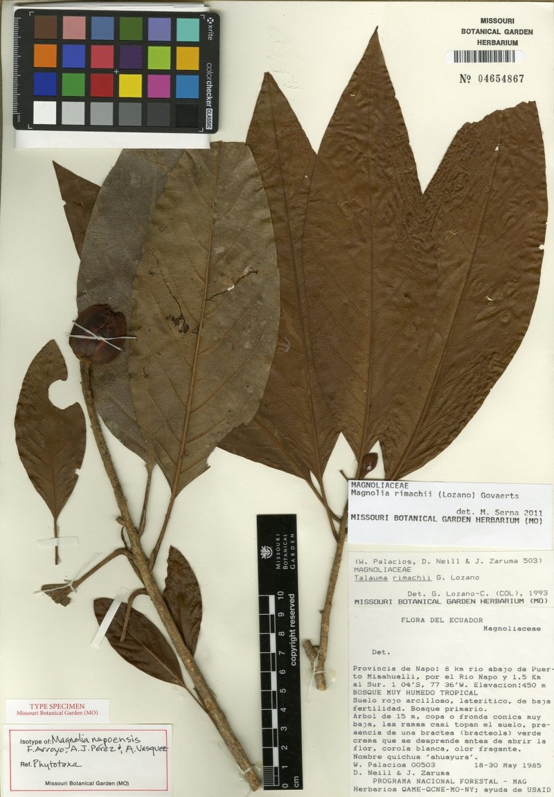 Magnolia napoensis photo 4