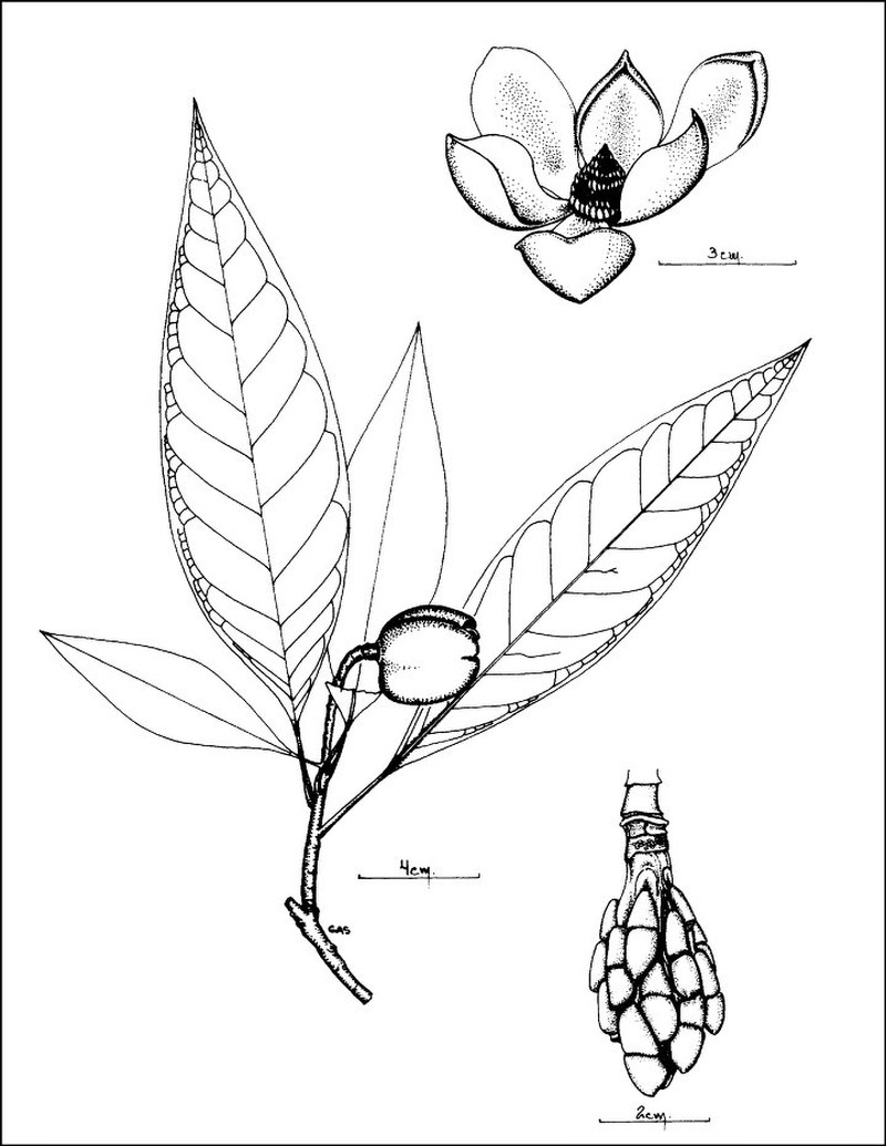 Magnolia napoensis photo 5