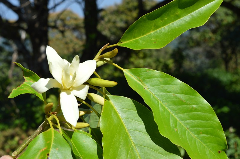 Magnolia nilagirica
