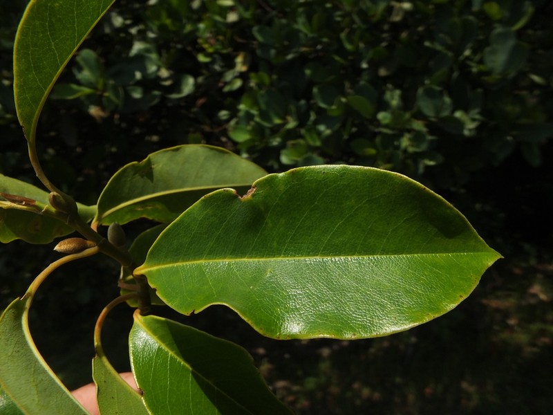 Magnolia nilagirica photo 2