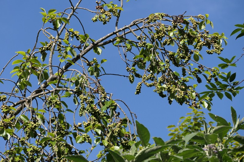 Magnolia nilagirica photo 4