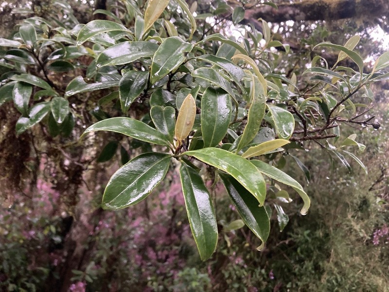 Magnolia nilagirica photo 6