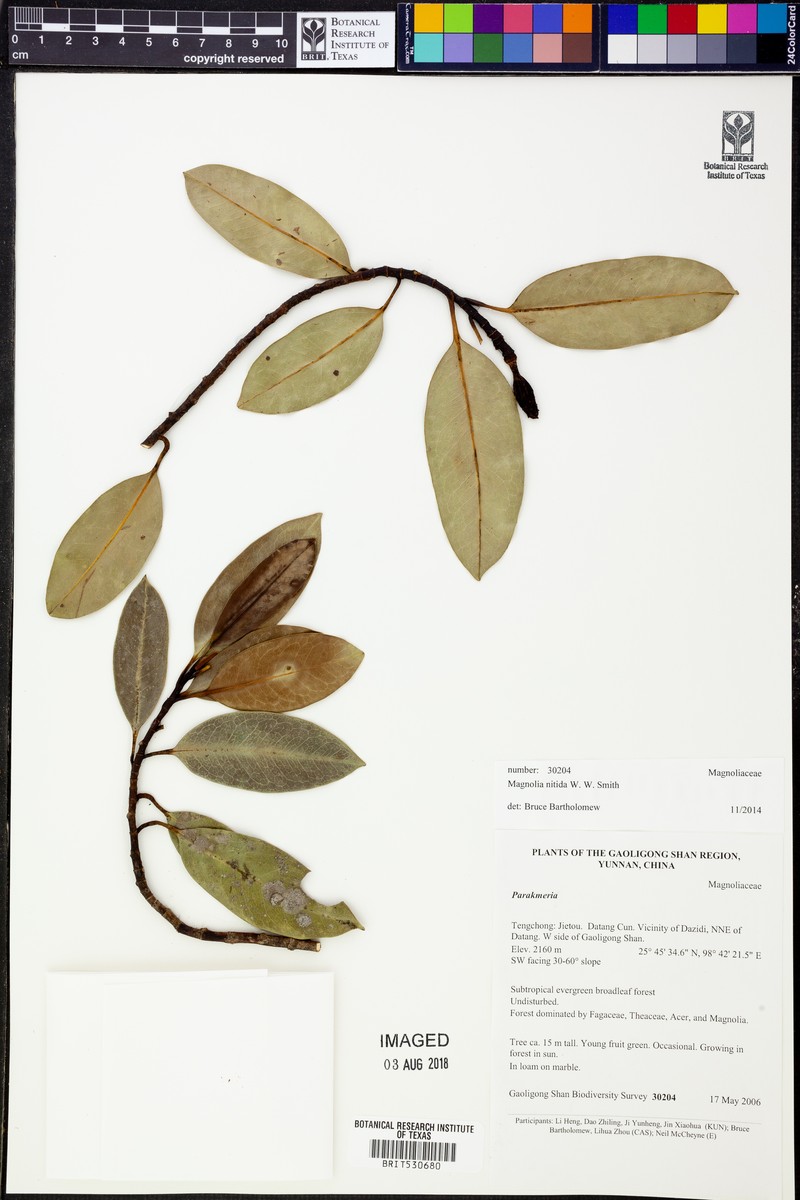 Magnolia nitida