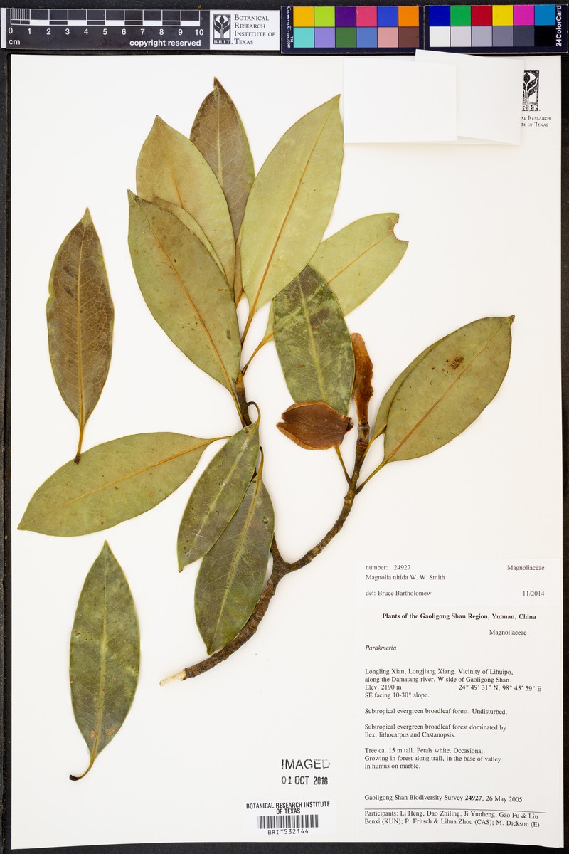 Magnolia nitida photo 2