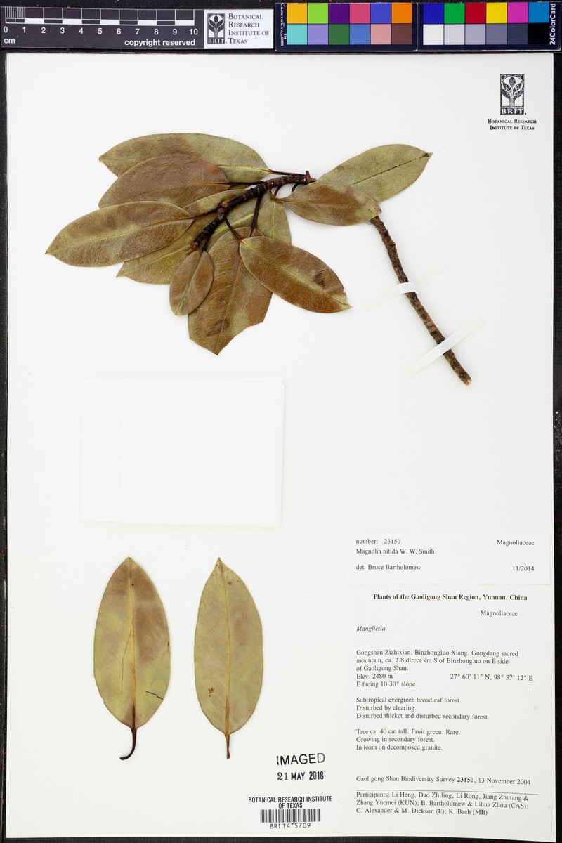Magnolia nitida photo 3