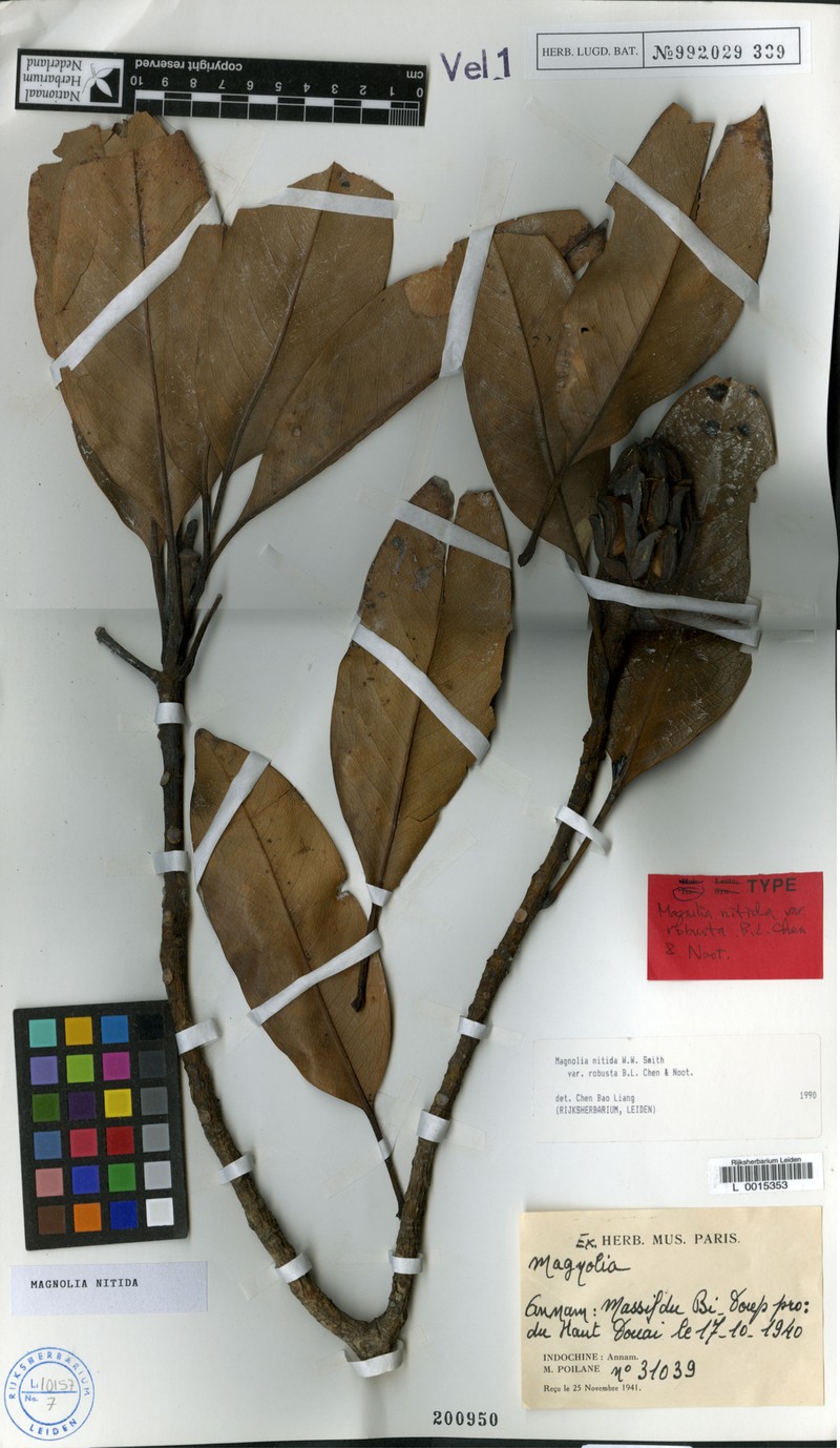 Magnolia nitida photo 4