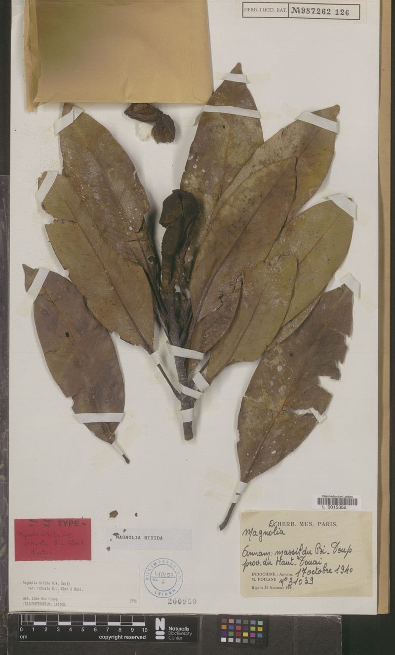 Magnolia nitida photo 5
