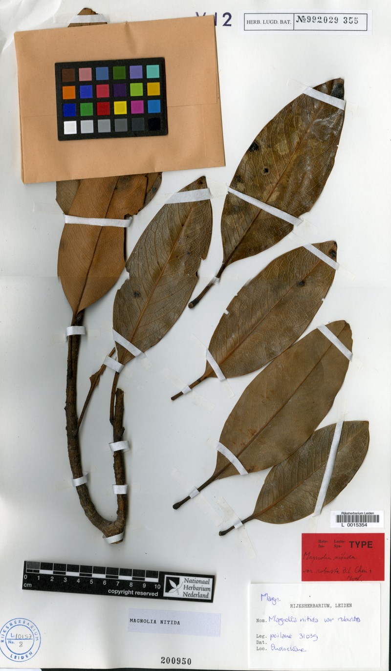 Magnolia nitida photo 6