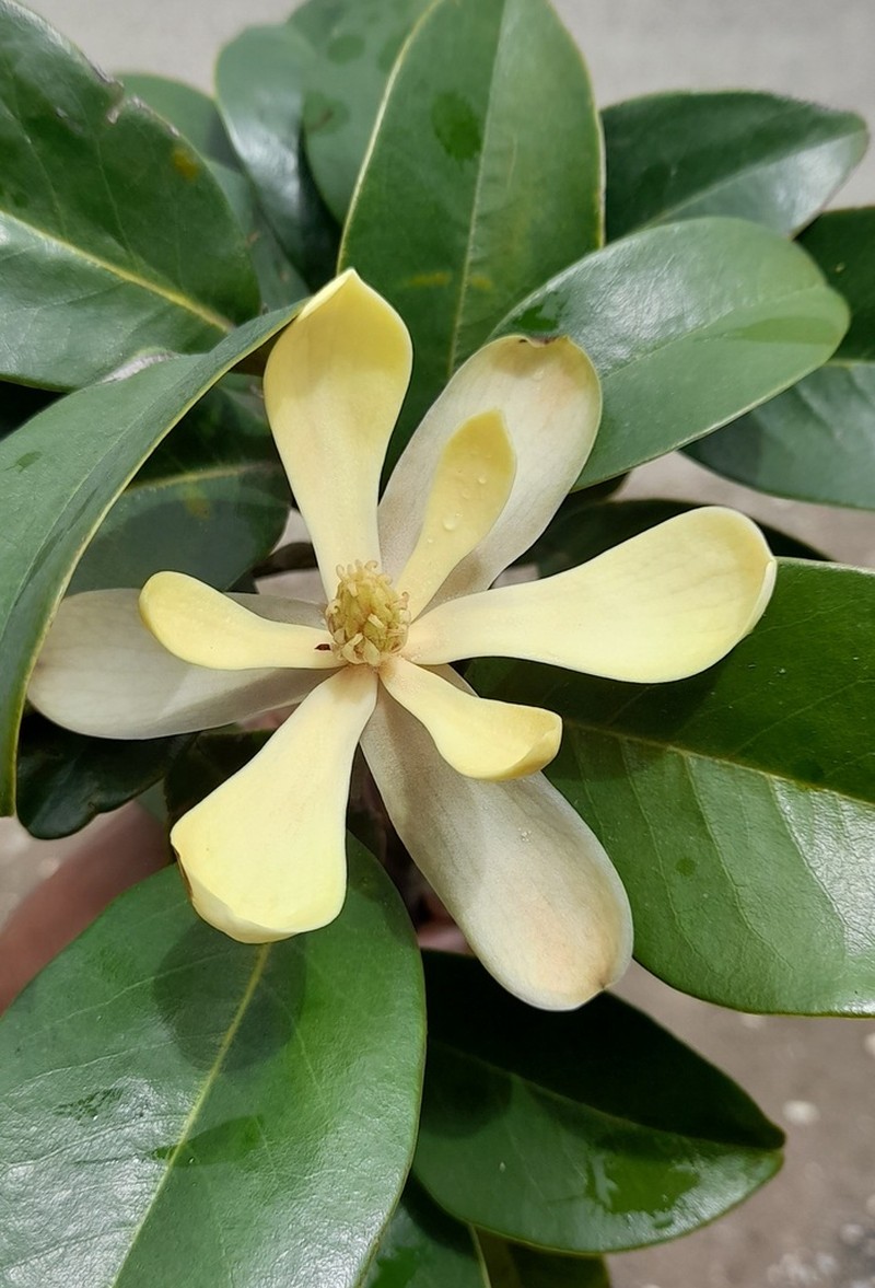 Magnolia oaxacensis