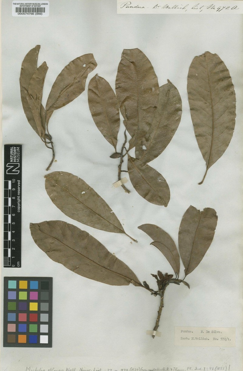 Magnolia oblonga