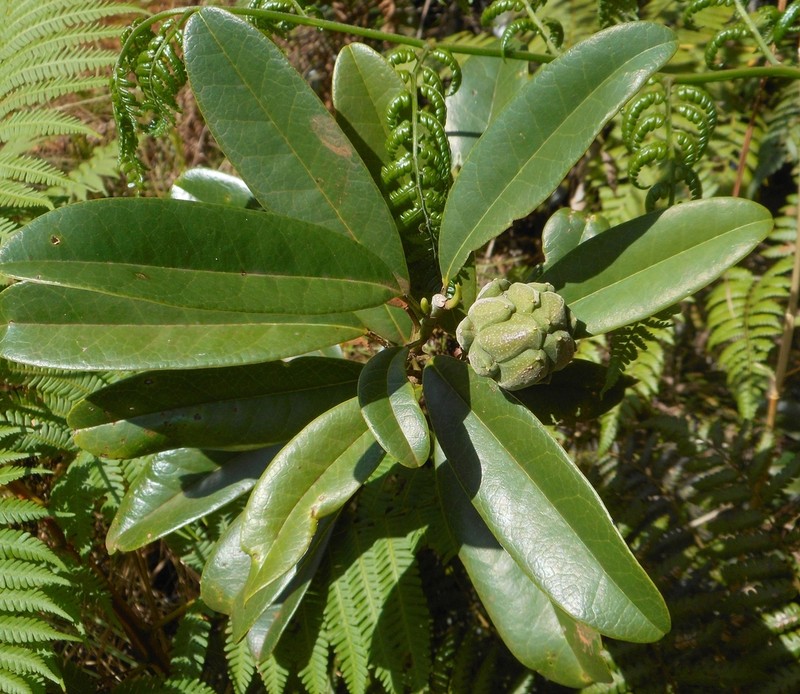 Magnolia oblongifolia