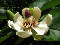 Magnolia obovata