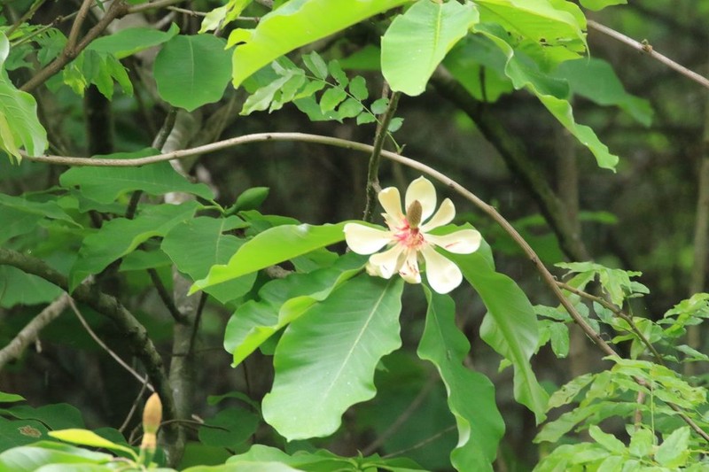 Magnolia obovata photo 2