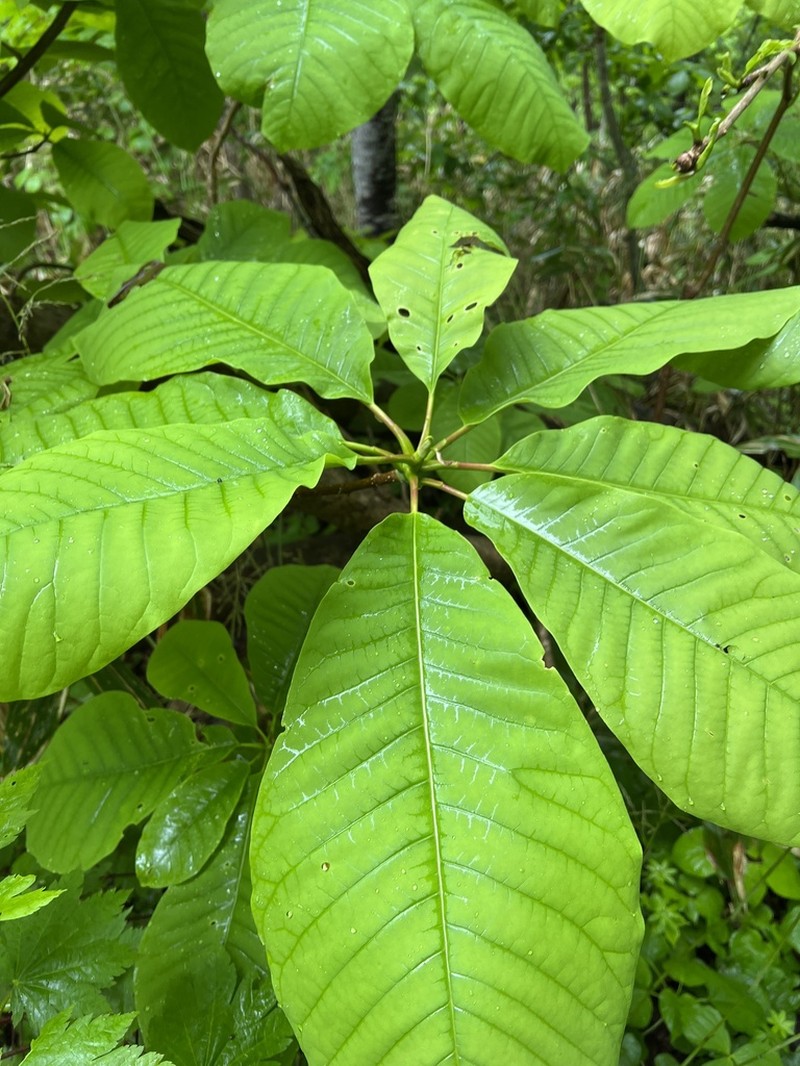 Magnolia obovata photo 3