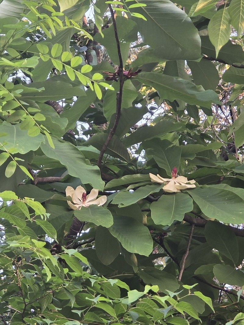 Magnolia obovata photo 4