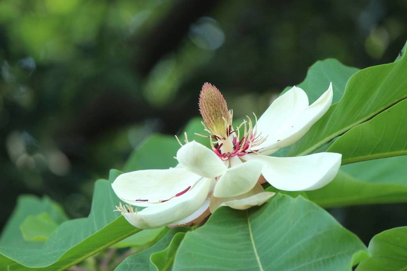Magnolia obovata photo 5
