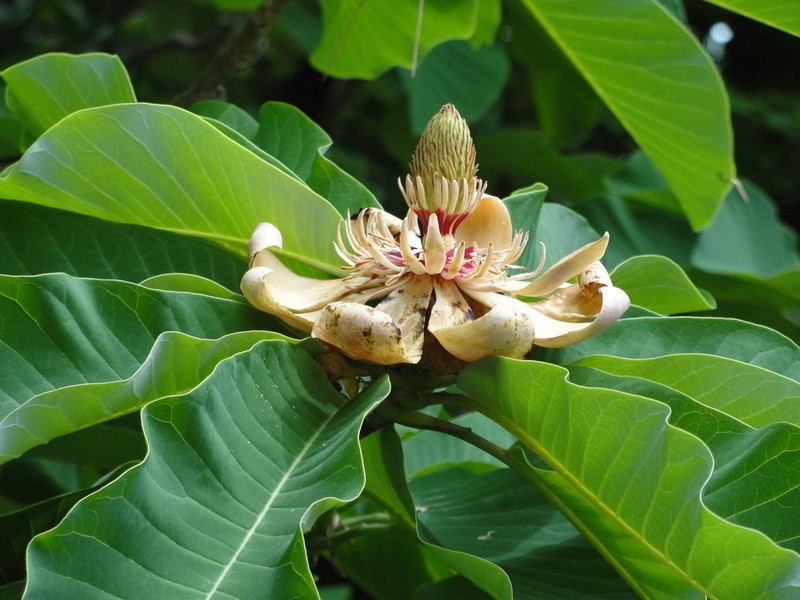Magnolia obovata photo 6