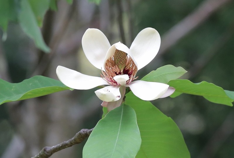 Magnolia obovata photo 7