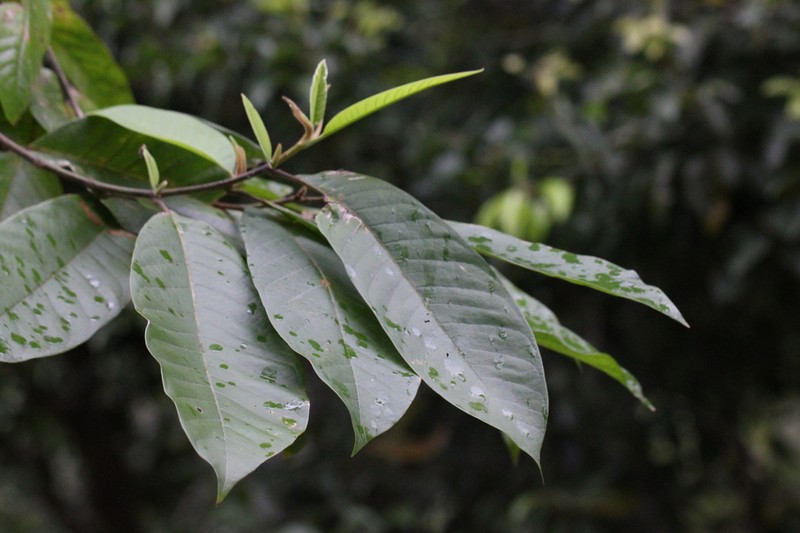Magnolia odora