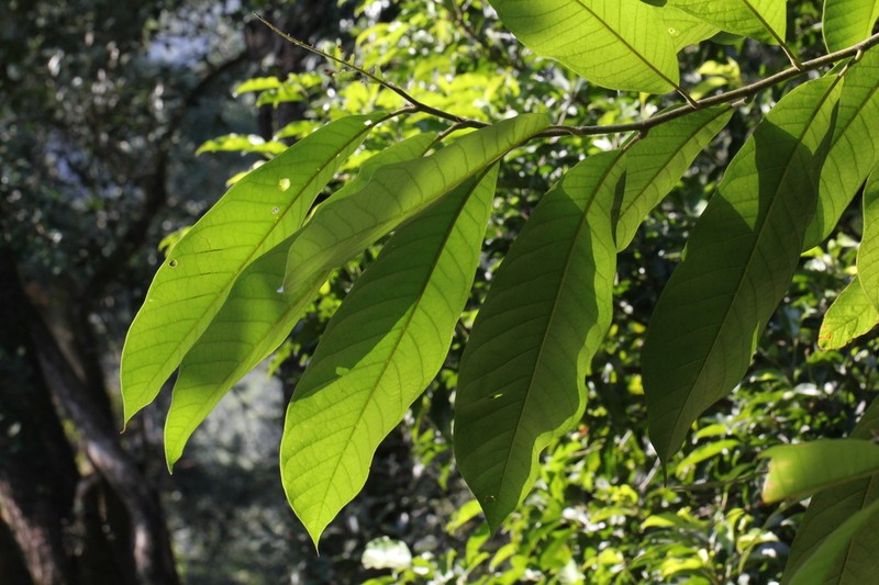 Magnolia odora photo 2