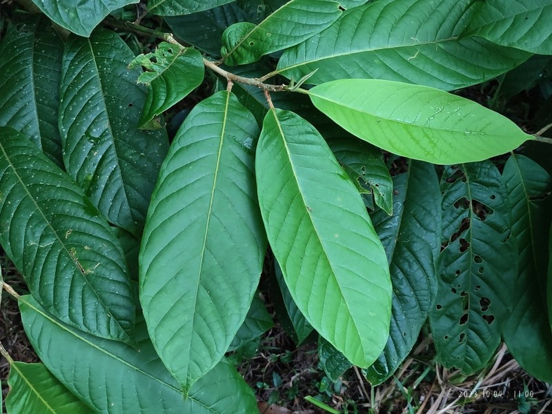 Magnolia odora photo 3