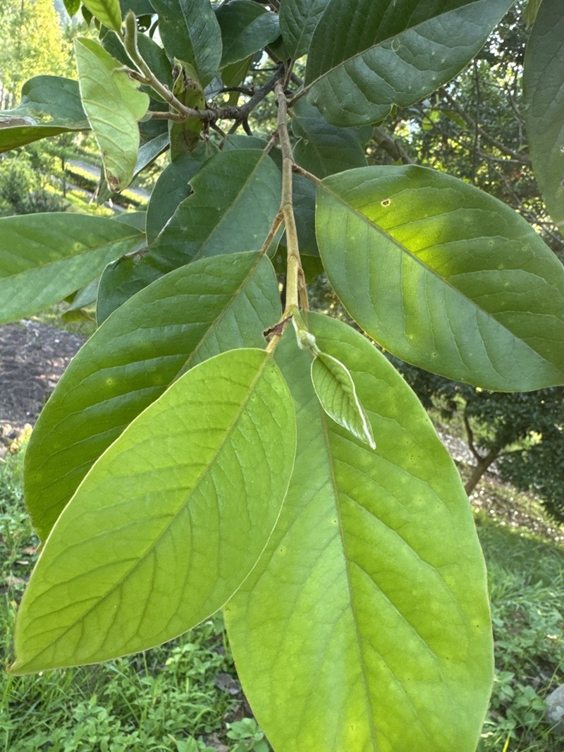 Magnolia odora photo 8