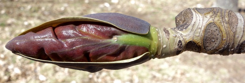 Magnolia officinalis photo 2