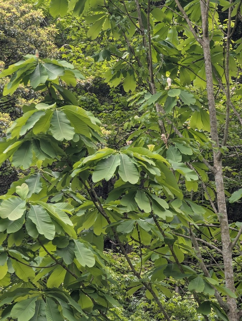 Magnolia officinalis photo 3
