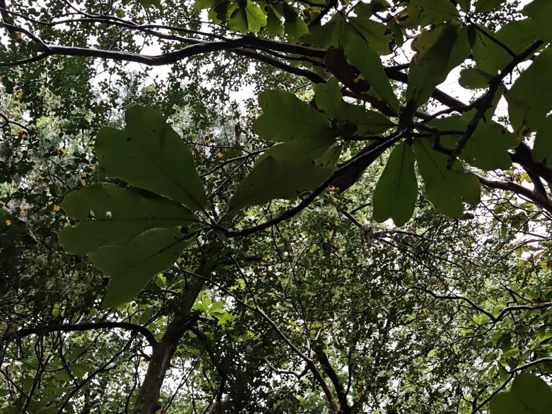 Magnolia officinalis photo 4