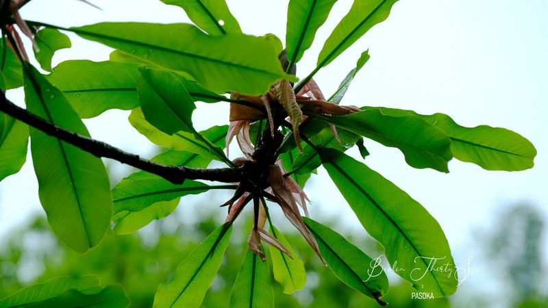 Magnolia officinalis photo 7