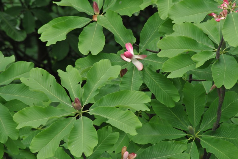 Magnolia officinalis var. biloba