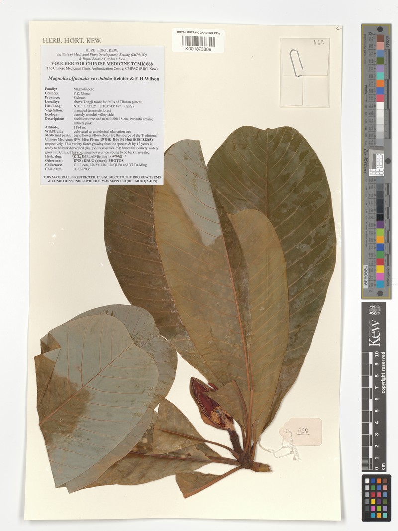 Magnolia officinalis var. biloba photo 3