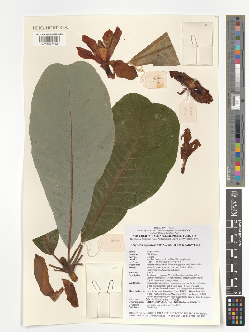 Magnolia officinalis var. biloba photo 4