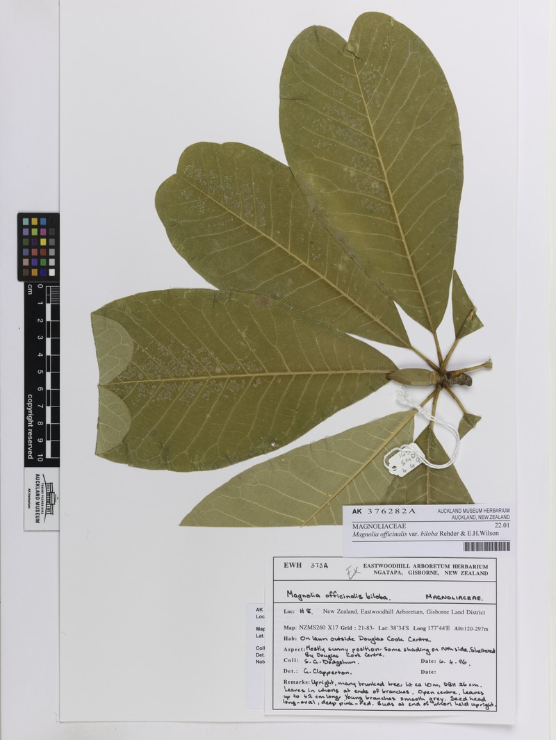 Magnolia officinalis var. biloba photo 5