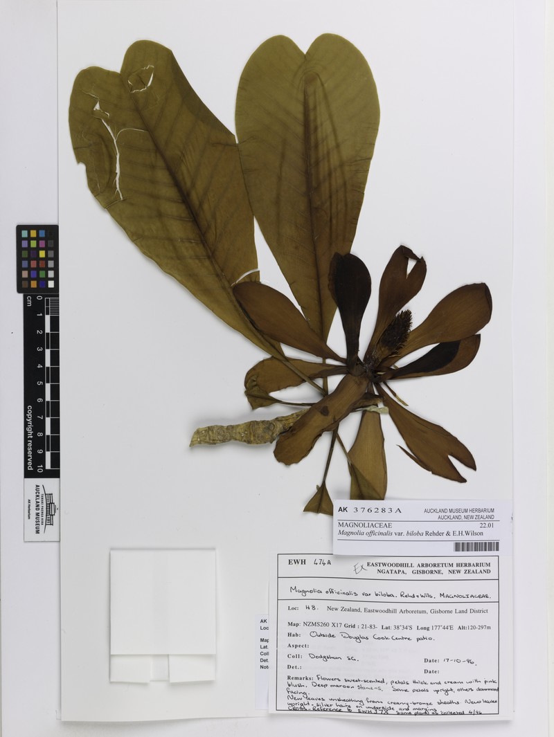 Magnolia officinalis var. biloba photo 6