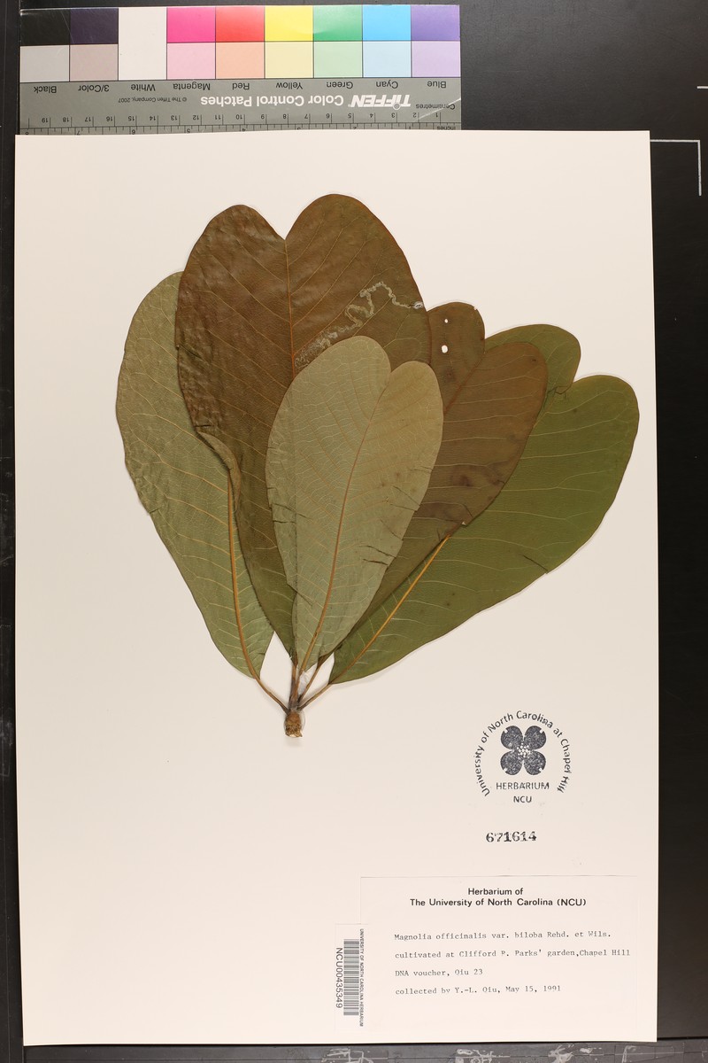 Magnolia officinalis var. biloba photo 7