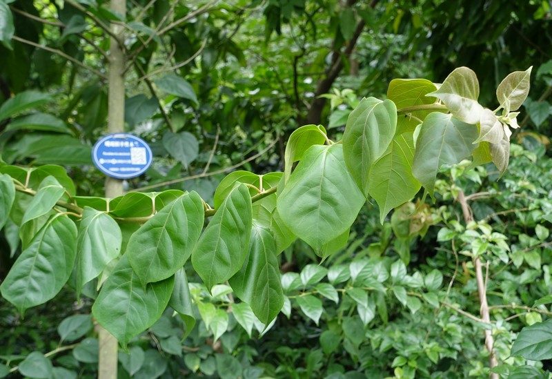 Magnolia omeiensis